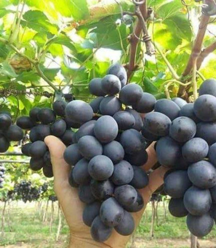 نهال انگور چامپایین