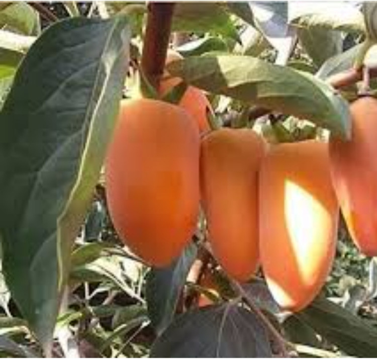 نهال خرمالو موزی