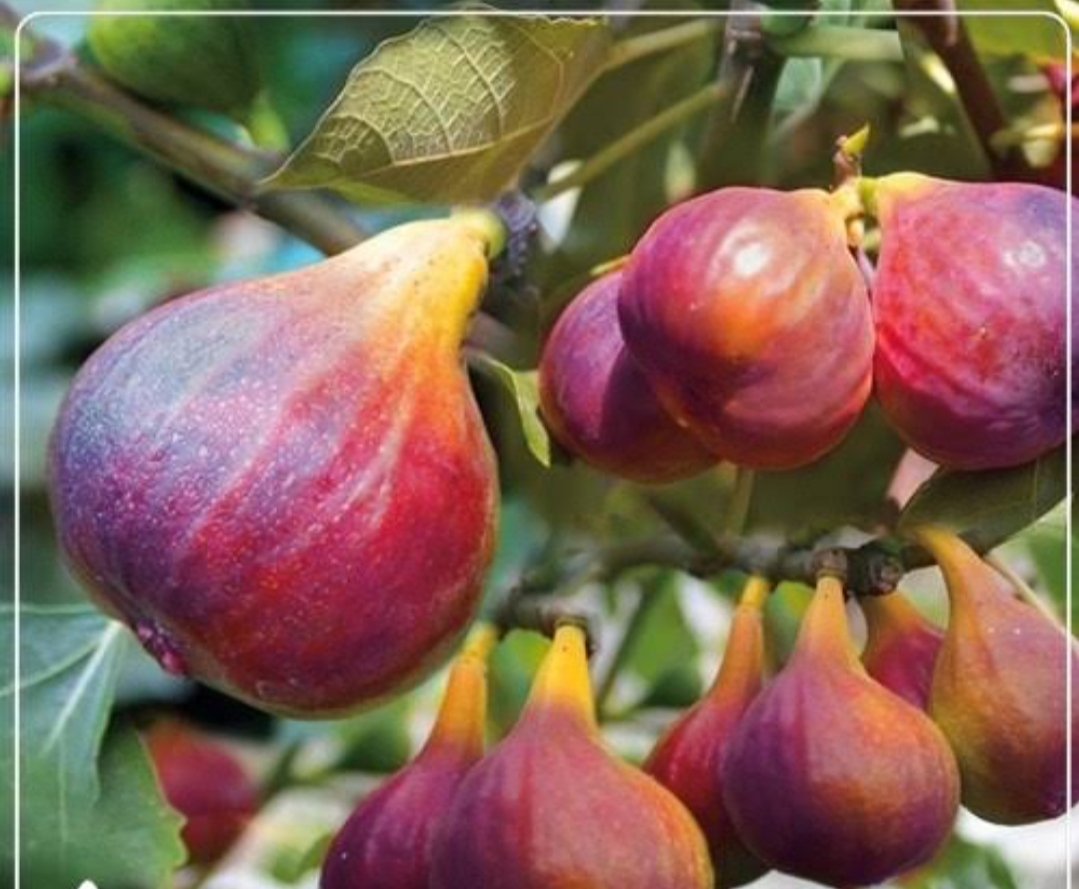 نهال انجیر یزدی