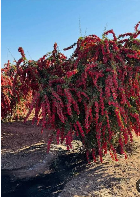 نهال زرشک پفکی