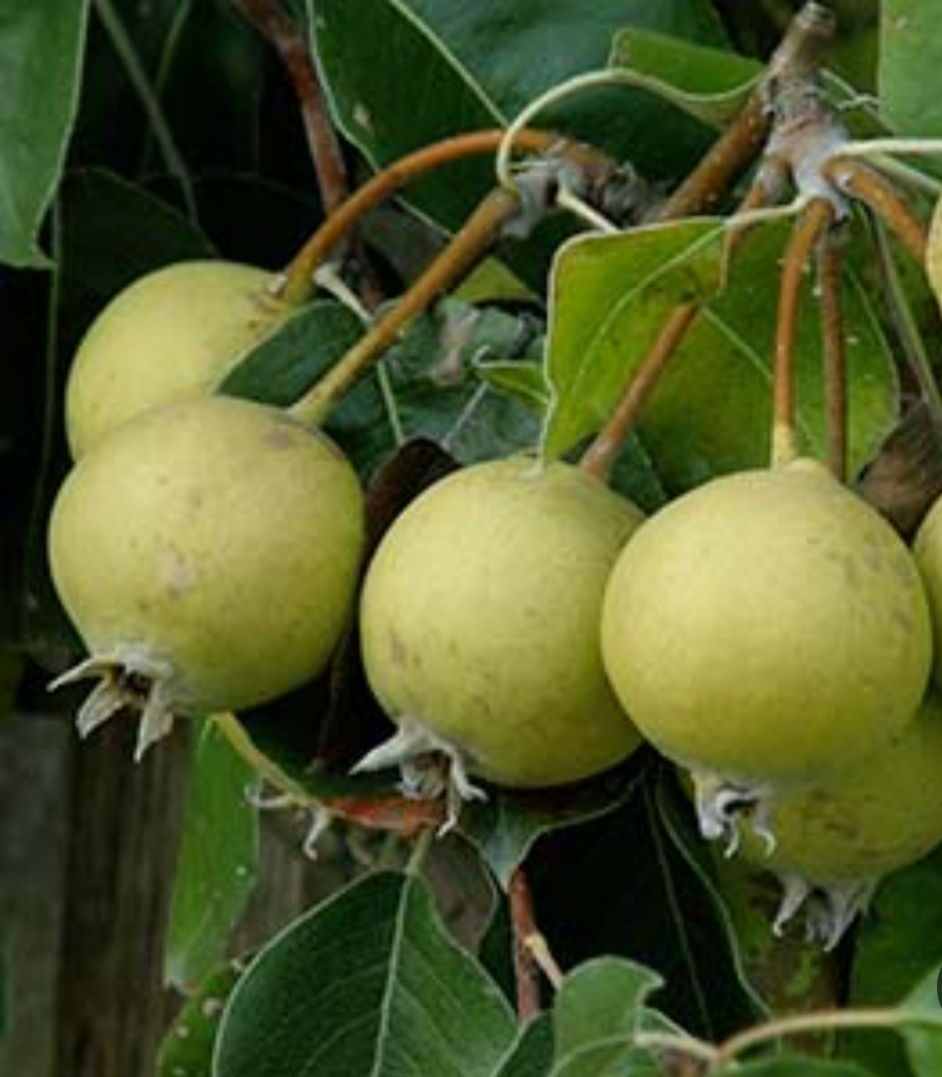 نهال گلابی کلاپ