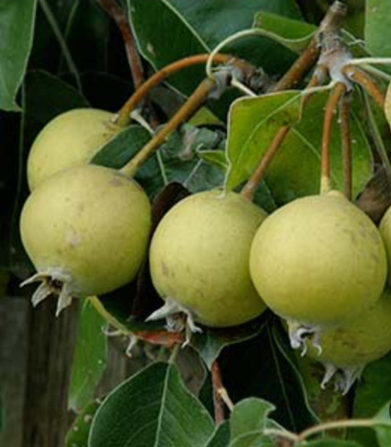 نهال گلابی کلاپ